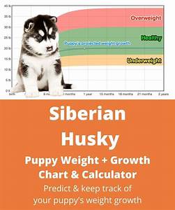 Siberian Husky Weight Growth Chart 2022 How Heavy Will My Siberian