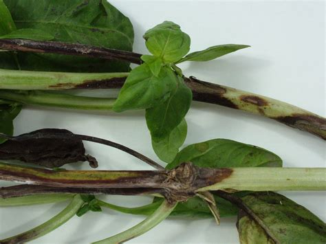Typically, pepper plants infected with verticillium wilt will begin to wilt on one side of the plant first. Pest of the month: Fusarium (Fusarium spp.) | Your Levy at ...