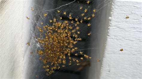 Hundreds Of Tiny Spiders All Bunched Together Until You Disturb Them R Interestingbutcreepy