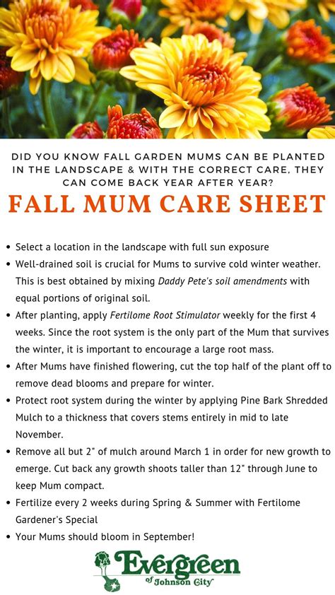 Fall Mum Care Evergreen Of Johnson City Tn