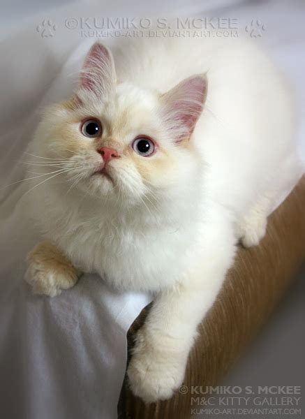 Learn more about these rather rare felines, see photos, and get tips about buying a kitten in this. Flame Point Himalayan Cat 4 by Kumiko-Art on DeviantArt