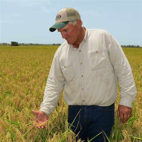 Meet A Texas Rice Farmer Curt Mowery Texas Farm Bureau Table Top