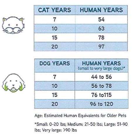 Are Dog Years And Cat Years Different