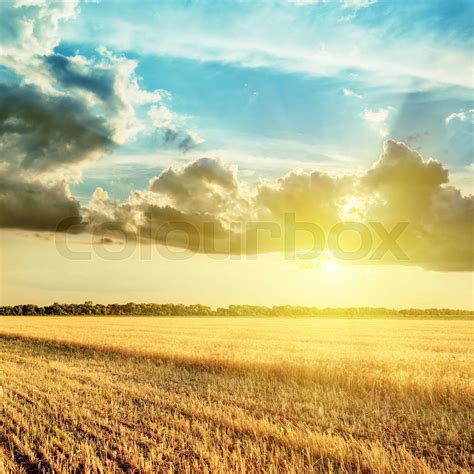 Harvesting Field And Sunset In Clouds Over It Stock Image Colourbox
