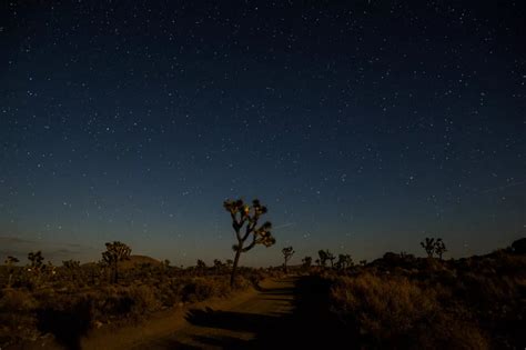 Take A Lovely Video Journey Into Joshua Tree At Night Joshua Tree