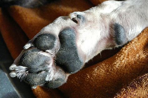 What Is Paw Pad Hyperkeratosis And How To Heal It Whisker Therapy