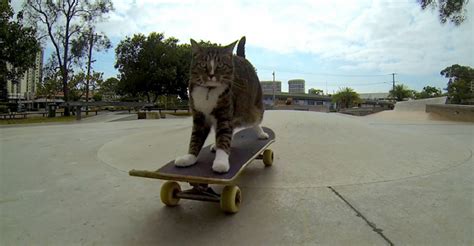 Skateboarding Cat Takes The Daily Grind To A Whole New Level