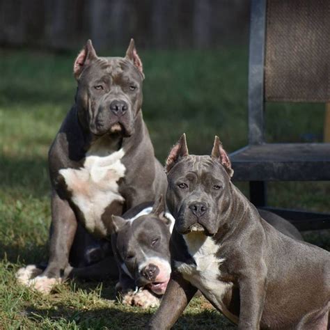 Get yours through lancaster puppies. American Bully For Sale In Colorado | Top Dog Information