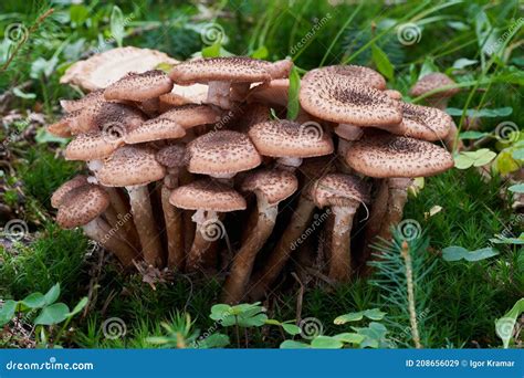 Edible Mushroom Armillaria Ostoyae In The Spruce Forest Known As Honey
