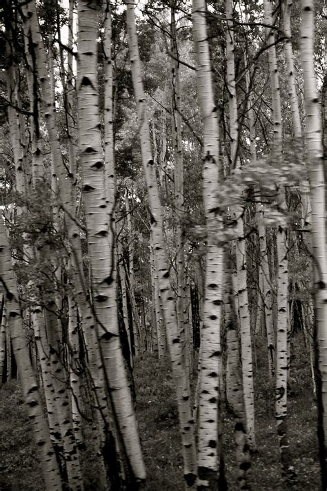 Birches Black And White Photography Black And White Photography