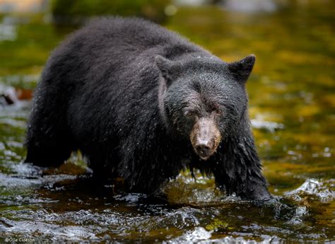 Olle Claeson The Great Bear Rainforest British Columbia Canada