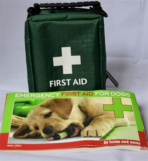 11 Essentials For Your Dog First Aid Kit Scruffy Little Terrier