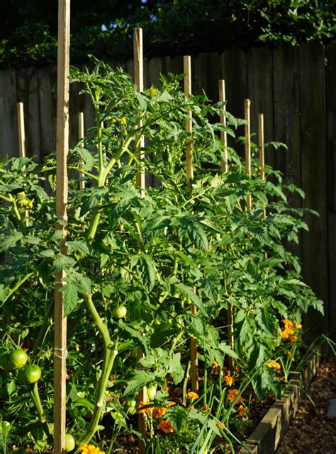 How To Build A Florida Weave Trellis For Ideal Tomato Support Gardenary