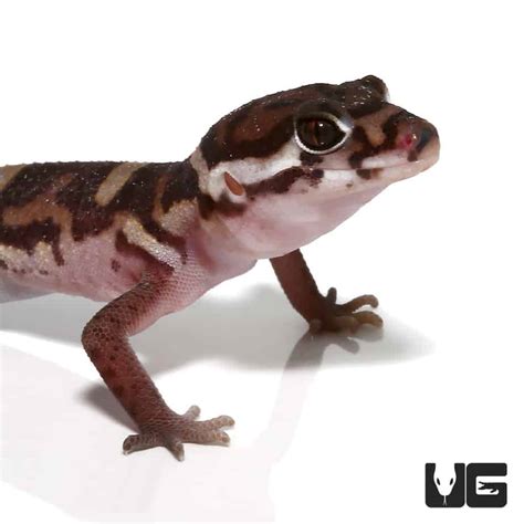 Central American Banded Geckos Coleonyx Mitratus For Sale
