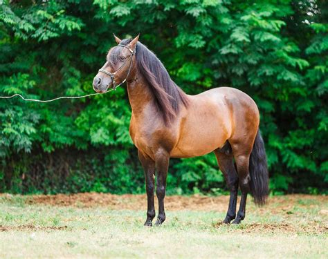 Paso Fino Horse — Full Profile History And Care