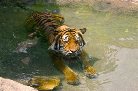 Gambar Margasatwa Kebun Binatang Rimba Binatang Menyusui Fauna Harimau Jaguar Kucing