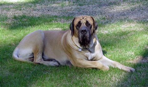 English Mastiff All Big Dog Breeds