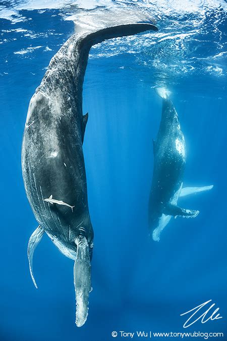 Humpback Whale Calf Mimicking Her Mother Tonga