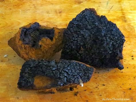 In order to extract as much goodness out of chaga as possible, we recommend the following recipe. Chaga Concentrate - Easy to Make at Home from Chaga Pieces ...