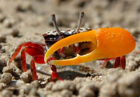 Fiddler Crab Detailed Guide Care Diet And Breeding Shrimp And