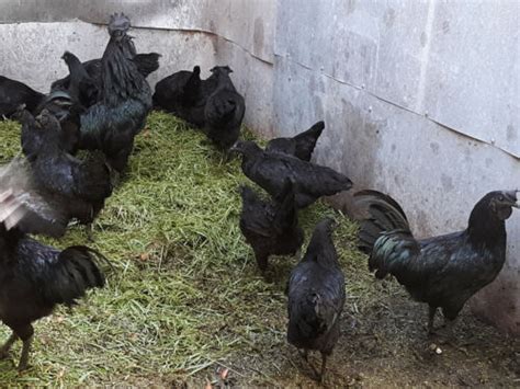 1 Rare Ayam Cemani Black Indonesian Chicken Fertilehatching Eggs Ebay