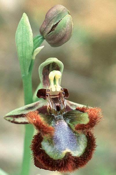Ophrys Ciliata Strange Flowers Rare Flowers Unusual Flowers