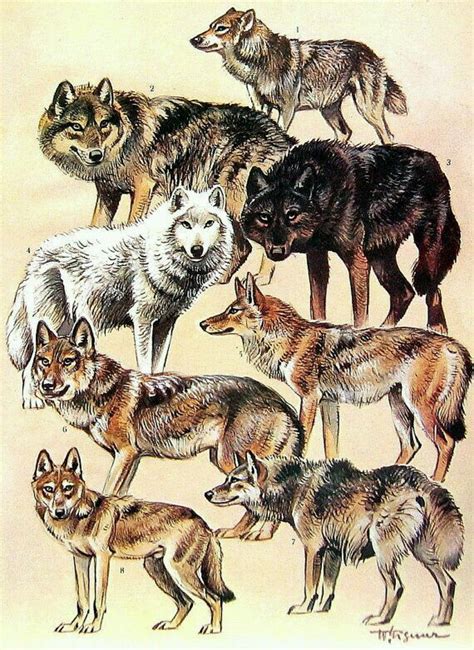 Wolves Japanese Wolf Animals Mammals