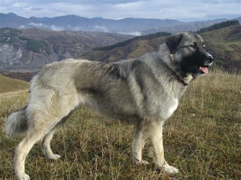 Ciobanesc De Bucovina Dog Breed Information And Pictures Livelife