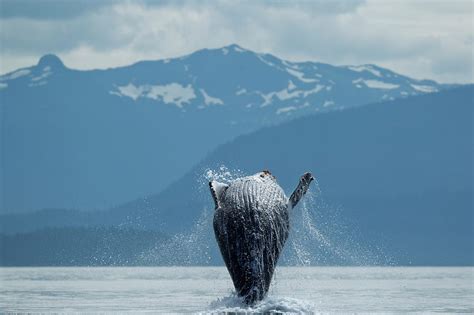 Breaching Humpback Whale Alaska By Paul Souders