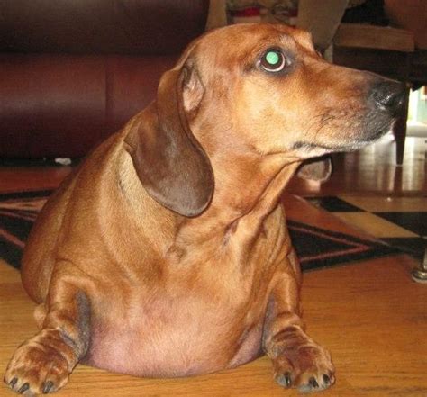 Freddy The Wiener Dog Obie The Obese Dachshund