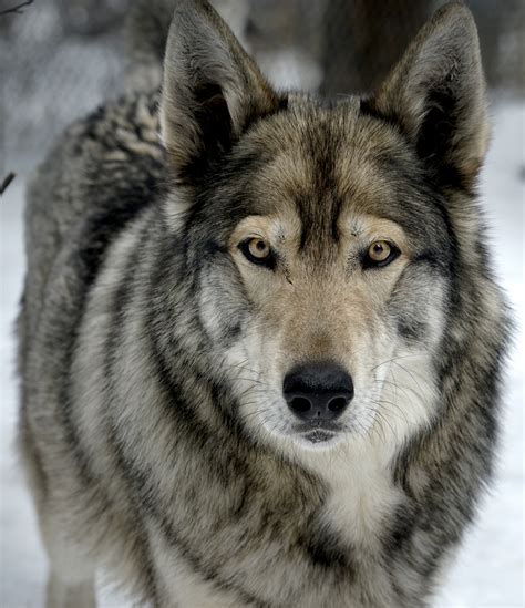Top 109 Gray Wolf Domestic Animals