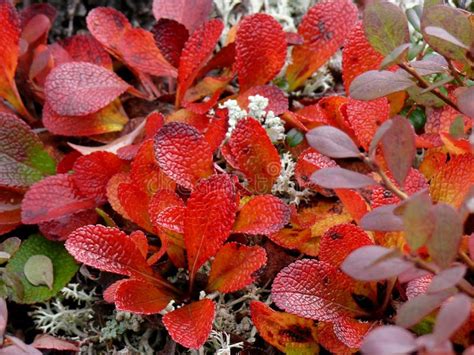 Colorful Autumn Leaves Of Tundra Plants In Alaska Stock Image Image