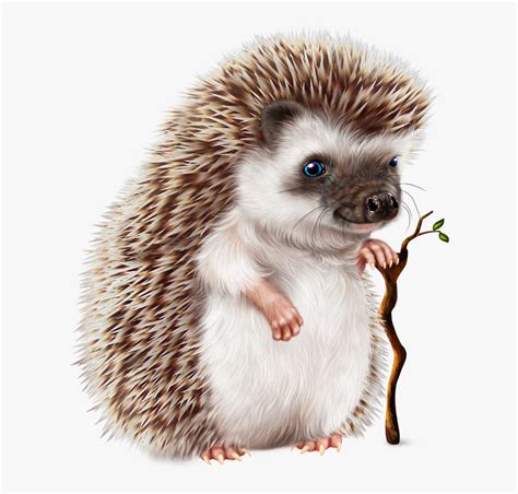 Cute Hedgehog Free Transparent Clipart Clipartkey