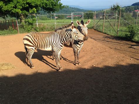 Rare Zebra Species Arrives At Smithsonian Conservation Biology
