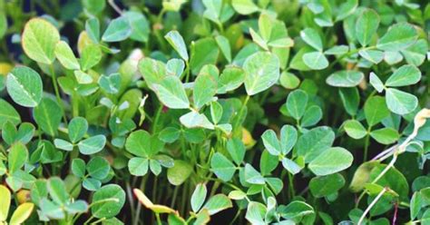 Fenugreek can increase testosterone production. Growing Fenugreek: Plant Varieties, How-to Guide, Problems ...