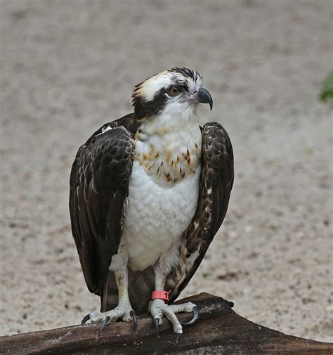 Pictures And Information On Osprey