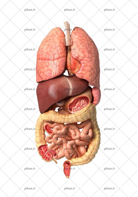 عکس با کیفیت اعضای داخلی ریه و کلیه و روده های بدن انسان عکس با کیفیت