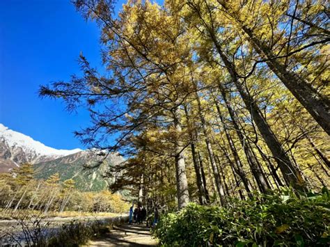 Golden Larches And Where To Find Them Japan Alps Kamikochi Official