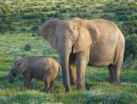 African Elephant Facts Information Pictures And Video