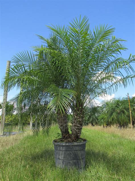 Pygmy Date Palm 15 Gallon Double 4 5 Feet Springtime