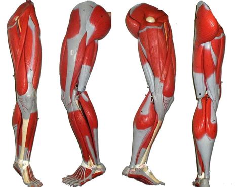 Human Leg Muscles Diagram Leg Muscles Diagram Leg