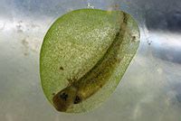 Eggs Of Frogs And Aquatic Salamanders In Calfornia