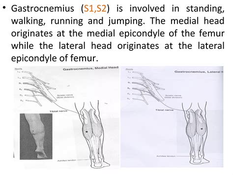 Anatomy Of Posterior Tibial Nerve By Im Ppt