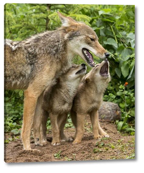 Minnesota Coyote Mother And Pups Begin Howling By Wendy Kaveney