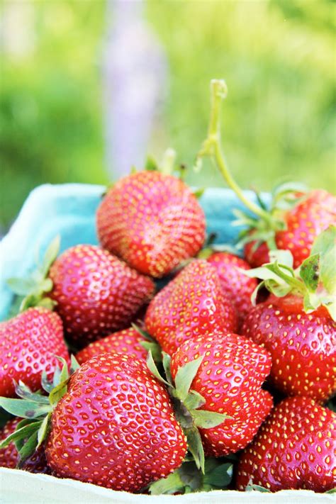 In The Fields Fresh Strawberries