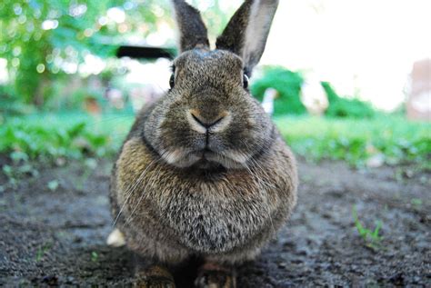 Polish Rabbit Breed Information And Pictures Cute Bunny Amazing