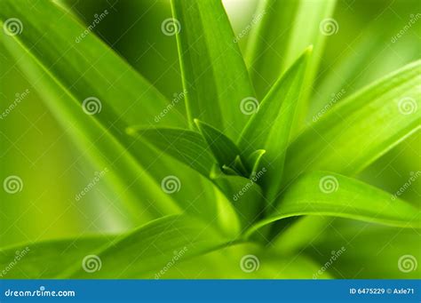 Emerging Leaves Stock Image Image Of Plant Green Backgrounds 6475229