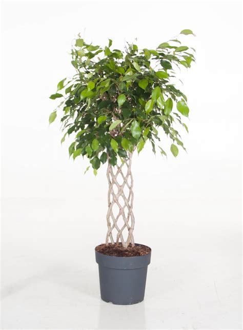 Ficus Benjamina Exotica Groothandel In Planten FlorAccess