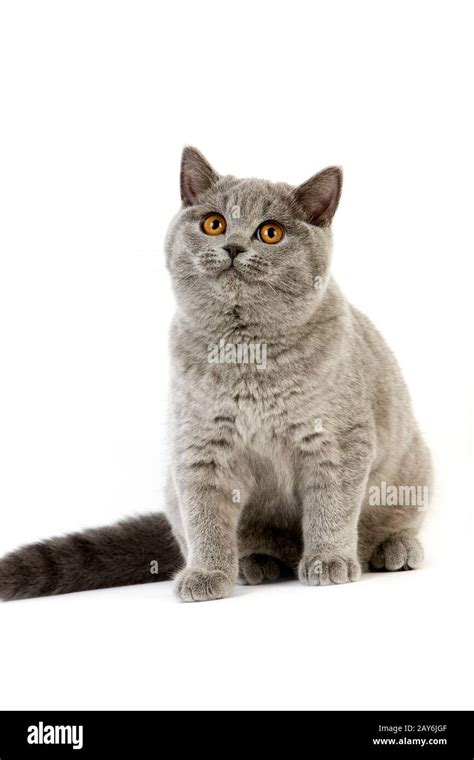 Blue British Shorthair Female Cat Stock Photo Alamy