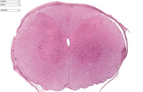 Spinal Cord Cross Section Histology Labeled